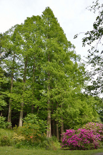 20140503-011.jpg