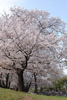 sakura20110410-01.jpg