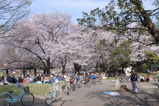 sakura20110410-03.jpg